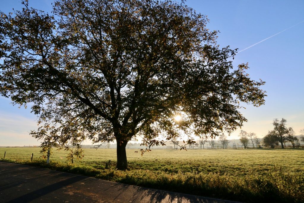 processierups bestrijden